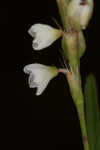 Bog smartweed